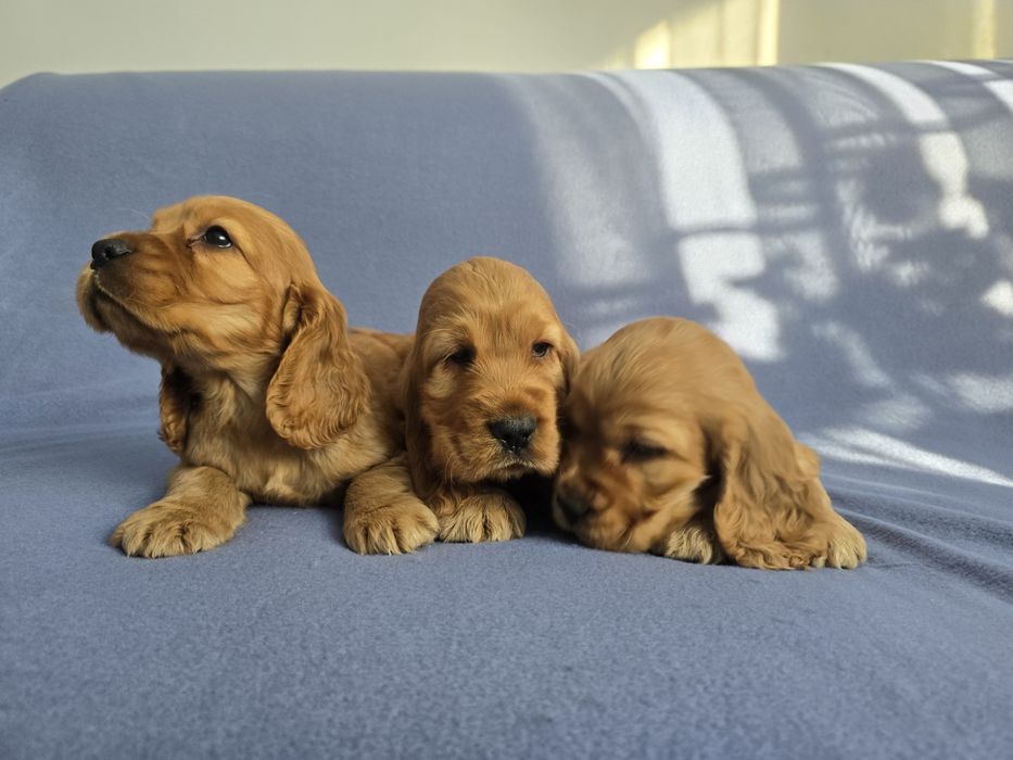 Cocker Spaniel Angielski! Złoty szczeniak!