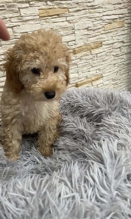 Samiec pudel miniaturowy genetyczne badania