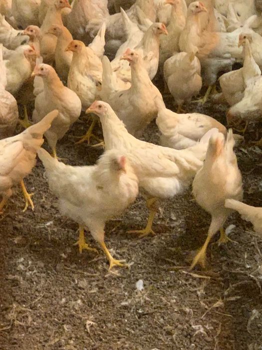 Kury nioski Rosa młode z pierwszym jajkiem. Leghorn. Dowóz Gratis.