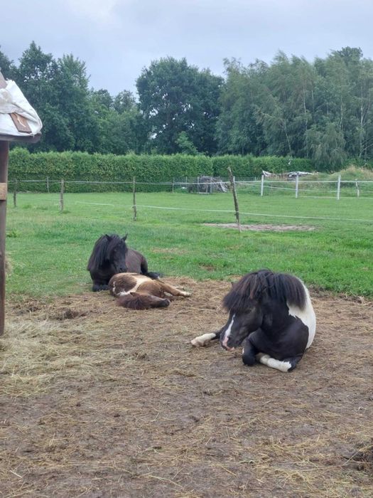 Sprzedam kucyka ogierka!