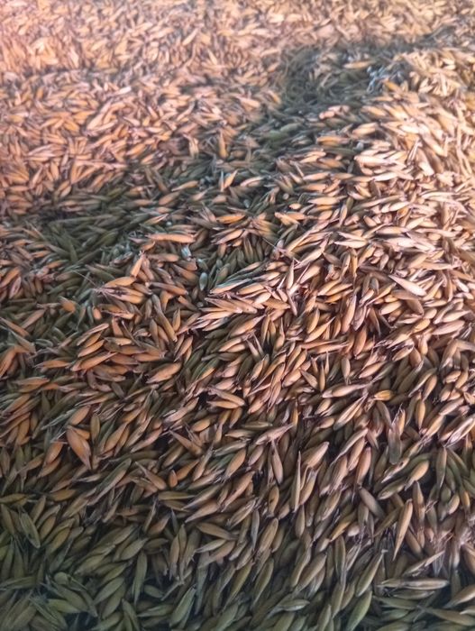 Owies ziarno, opał zamiennik pelletu, na pasze, dla konia, zamiana na