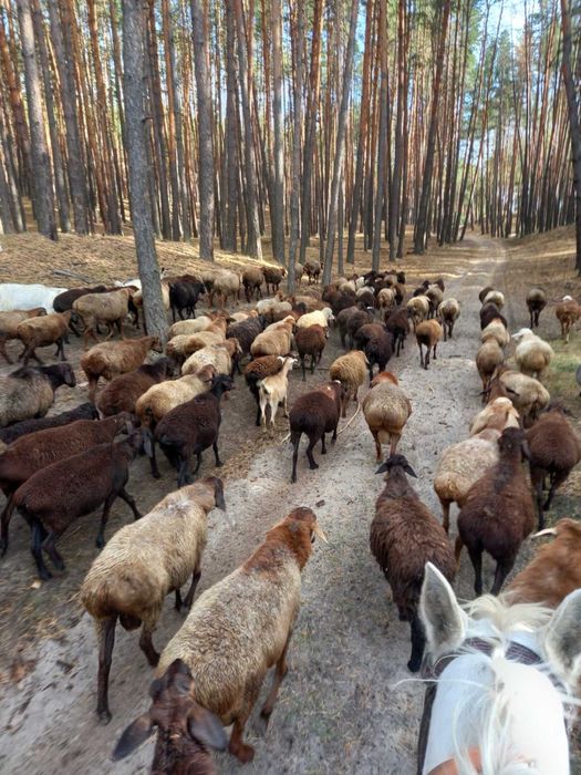 Продам баранов/ овец/ баранів