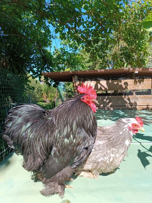 Ovos de Galinha Pekin