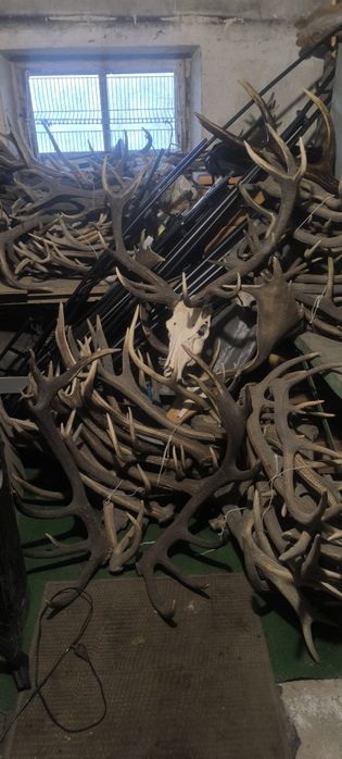 Poroże,tyki,wieniec