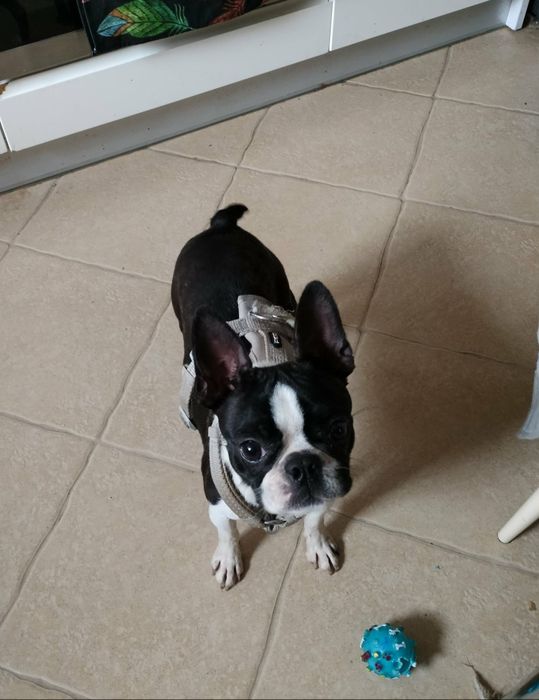 Szczeniak Boston terrier chłopiec :)