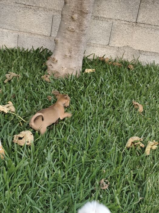 Pinscher fêmea mini