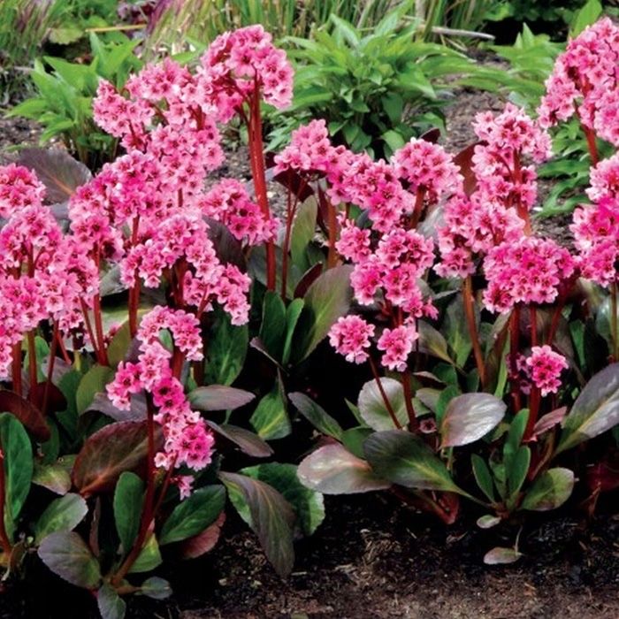 Bergenia Dragonfly