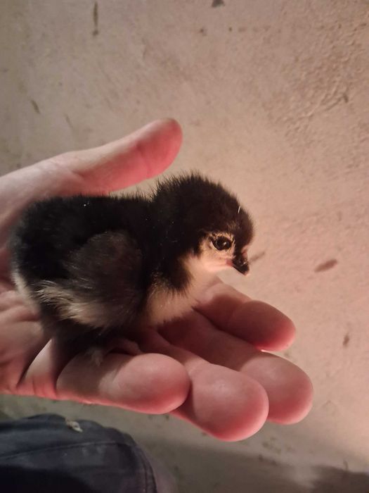 Pisklęta MARANS – Black Copper i Blue – 12 zł/szt.