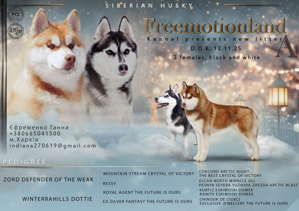 Хаскі із розплідника