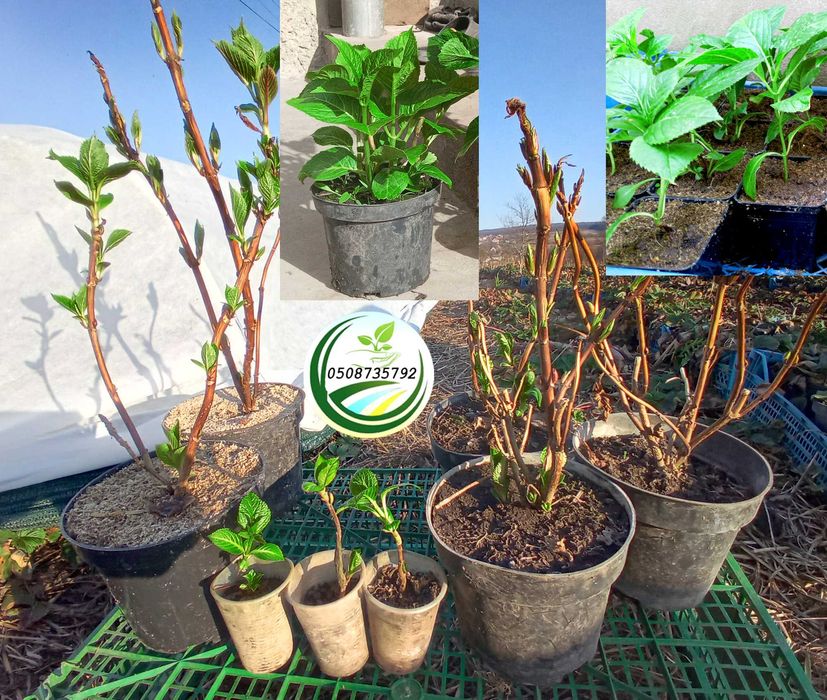 Саджанці - кущі гортензії широколистої "Червона"