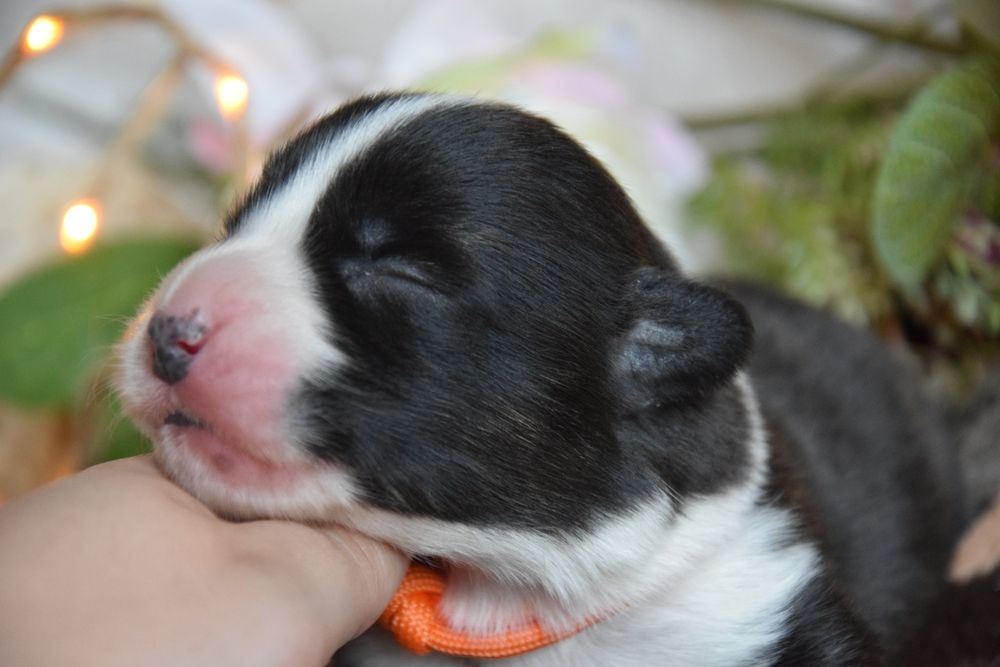 Suczka  Corgi!! Odbiór połowa czerwca!