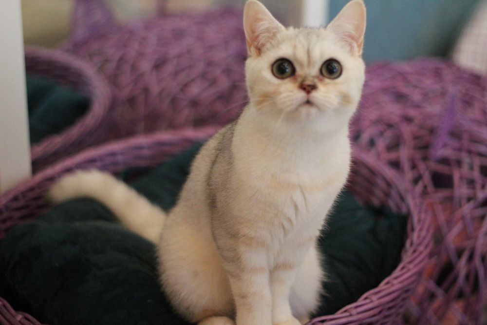 Супер-няшка симпатяшка