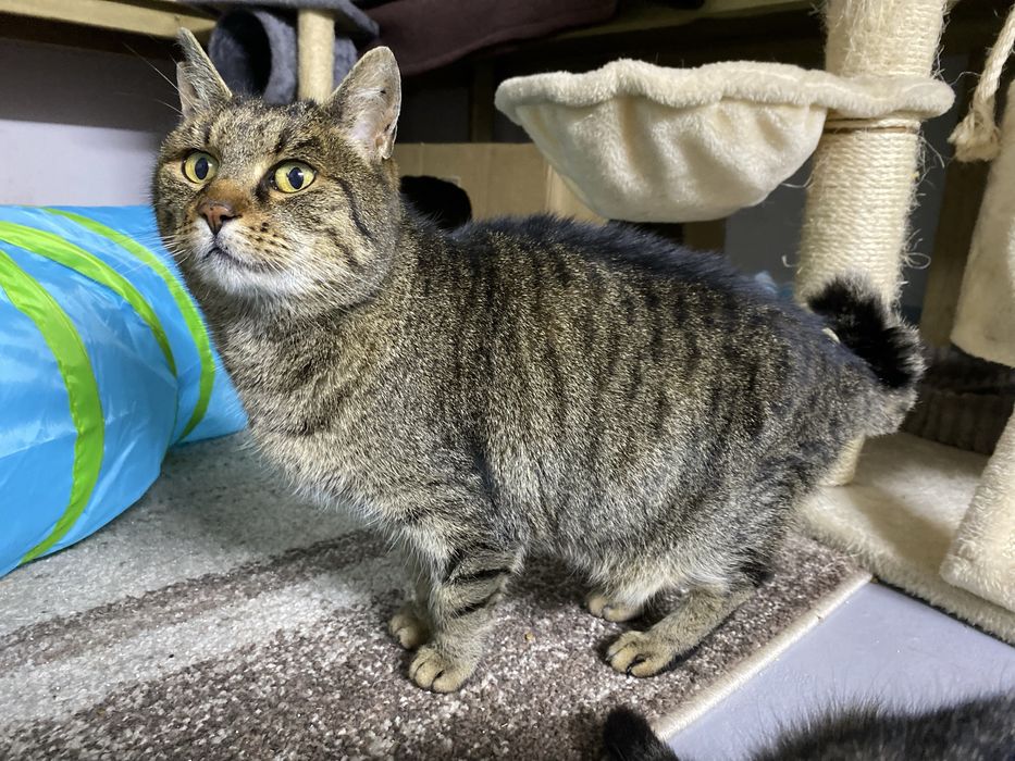 Urokliwa Wanda z zakręconym ogonkiem