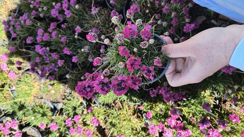 Вероніка 'Синій букет' .  Армерія рожева і біла у горщику