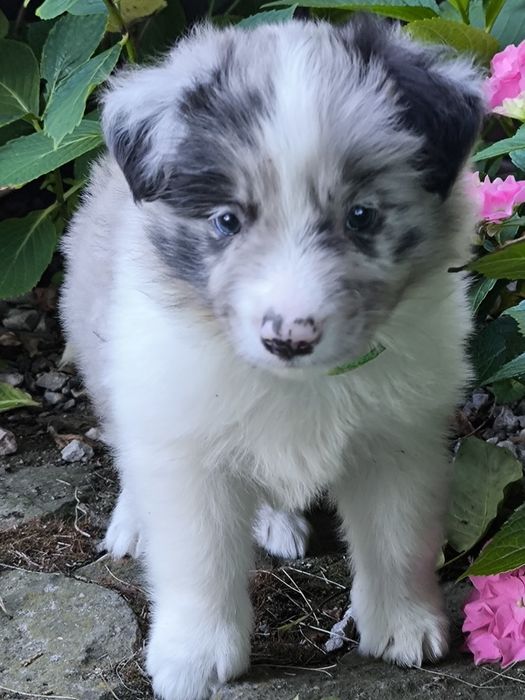 Border collie ZKWP FCI piesek blue merle