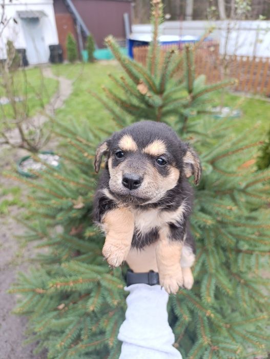 Цуценнят відам  в хороші руки.