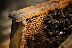 Pszczoły i Ule  Sprzedam