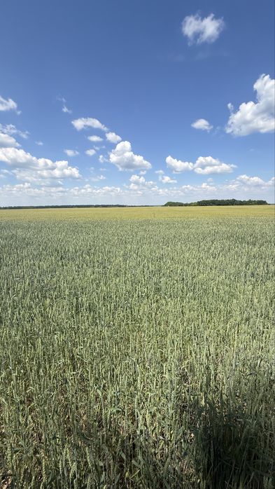 Продаж фасадної Ділянки 7,2 га, с. Гудимове ( 1 Травня)