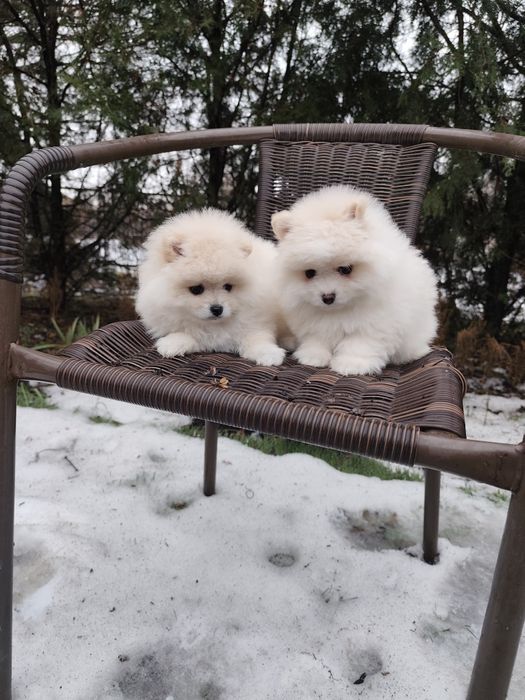 Гарненькі Дівчатка Міні!