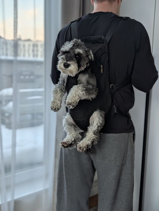 Рюкзак-кенгуру для собаки