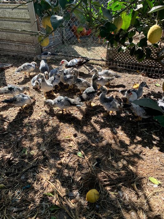 Vendo patos  com varias idades