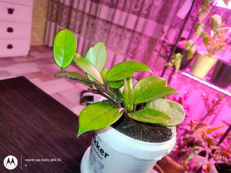 Продам Хойя мясиста