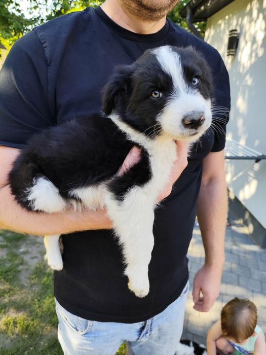 Border Collie Gotowe do Odbioru.