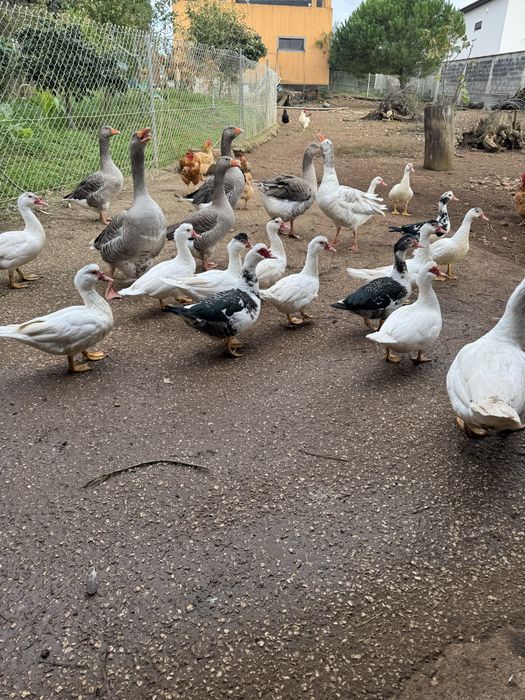 Patos Mudos caseiros