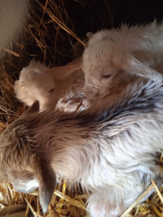 Продам недорого козлят