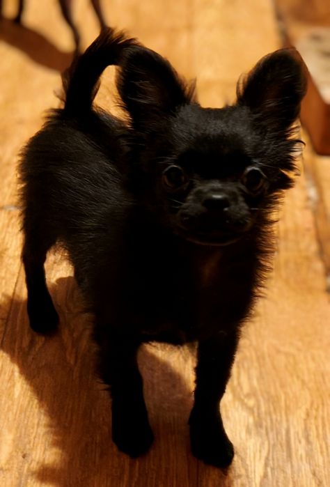 Детки чихуахуа мини и стандарт