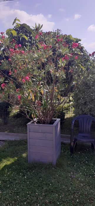 Sprzedam oleander 3sztuki