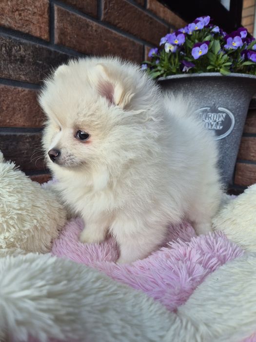 Szpic miniaturowy suczka