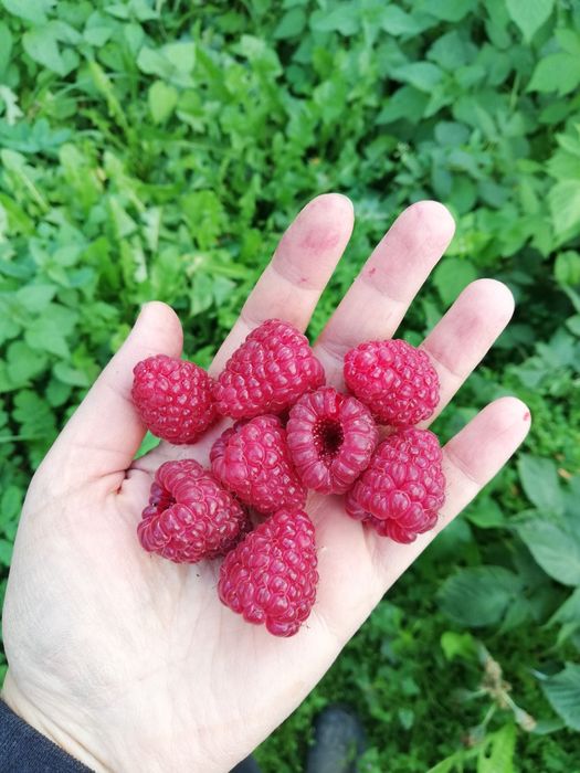 Продам малину джоан джей