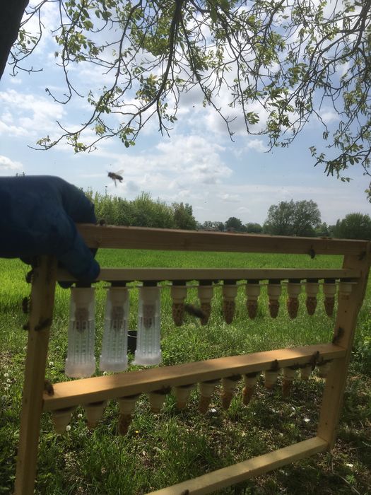 Бджолині матки КАРНІКА