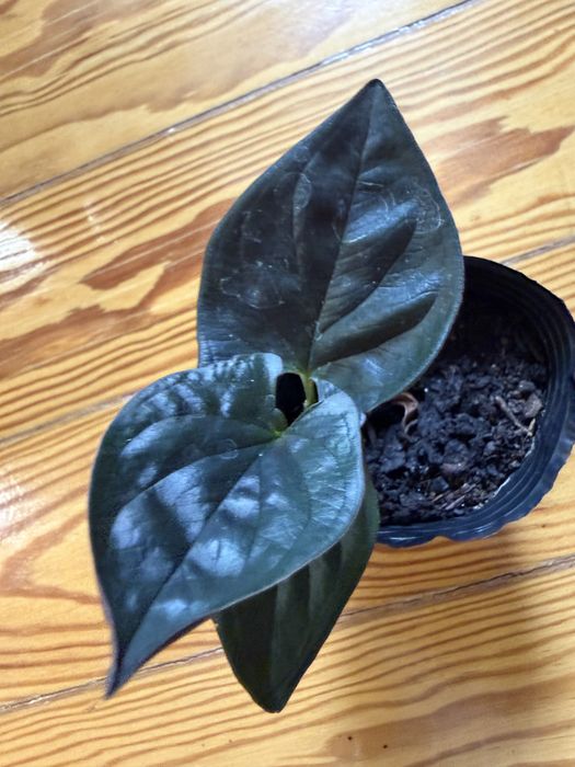 Syngonium red arrow