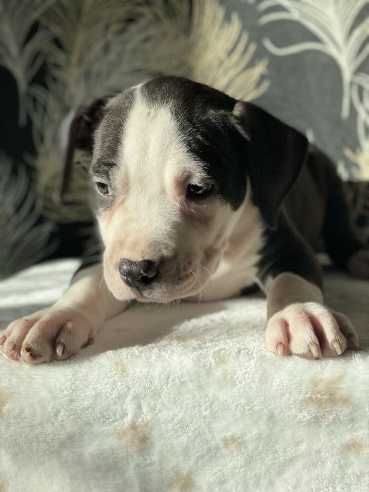 Шикарна чорно біла красуння Аст