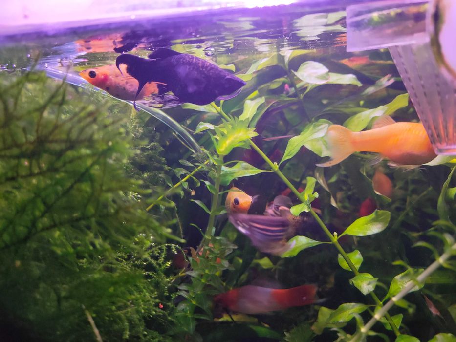 Molinezja mix. odmian