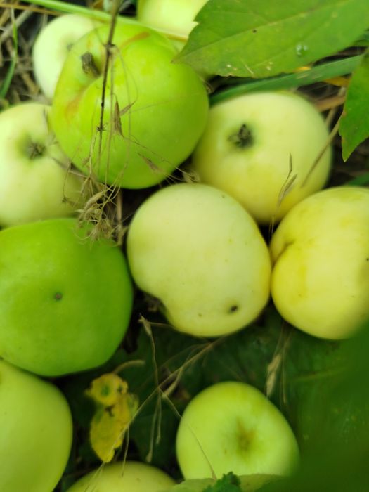 Продам саджанці плодових і декор.дерев