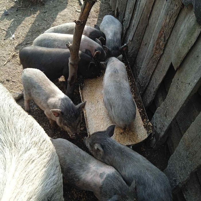 Продам поросят в'єтнамських вік 2 місяців. Ціна 1700