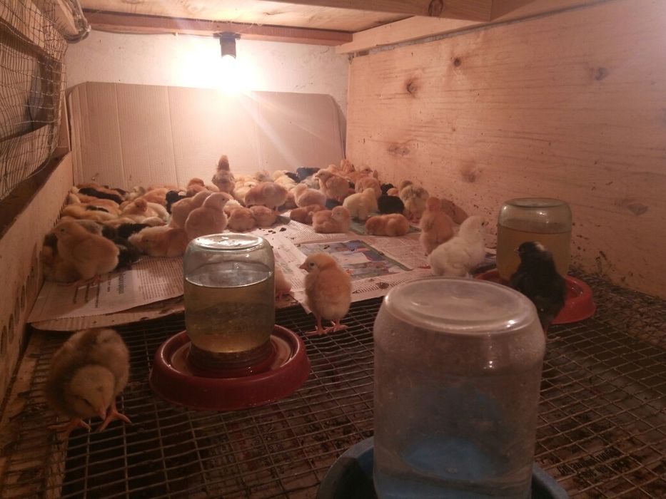 Курчата мастер грей редбро голошийка гріз бар