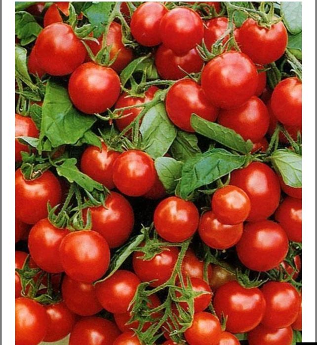 Продам розсаду , помідори , гурки , а також в наявності курпомет