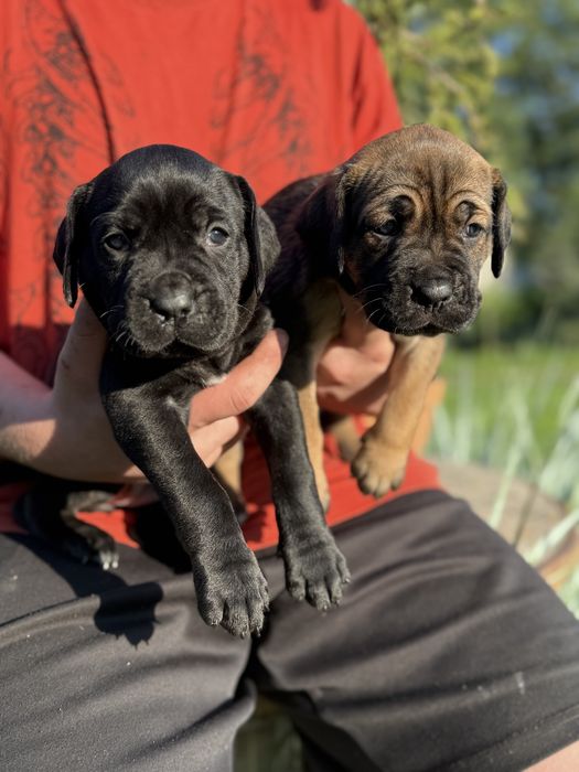 Cane Corso szczeniak