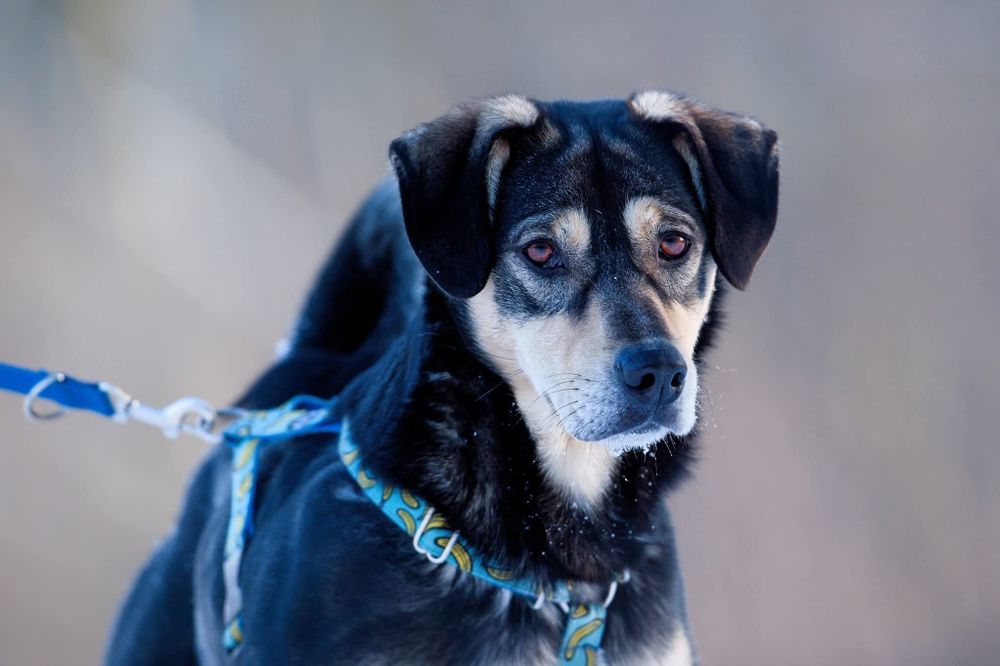 Mlody rozbrykany Goofy szuka wesołego domu