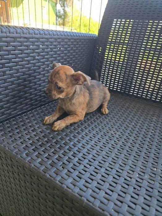 Pinscher Miniatura Macho