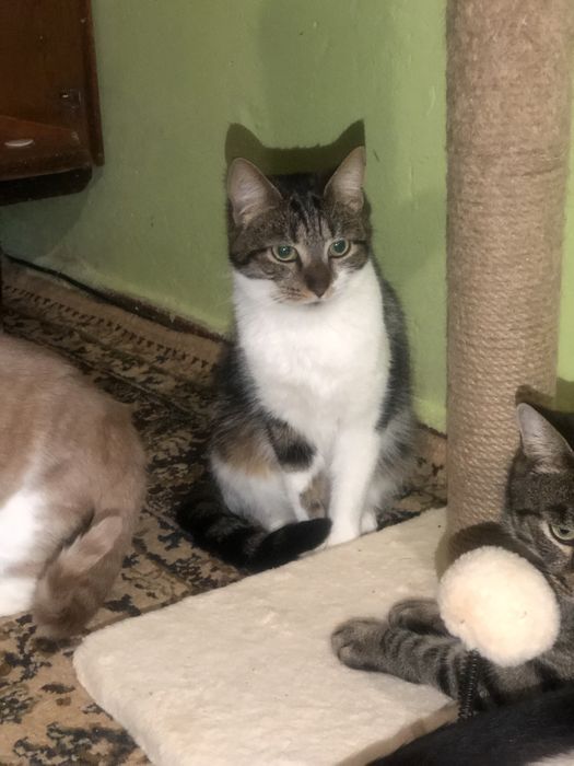 Кошечка 1 год бесплатно ,еще неделя передержки и опасная улица