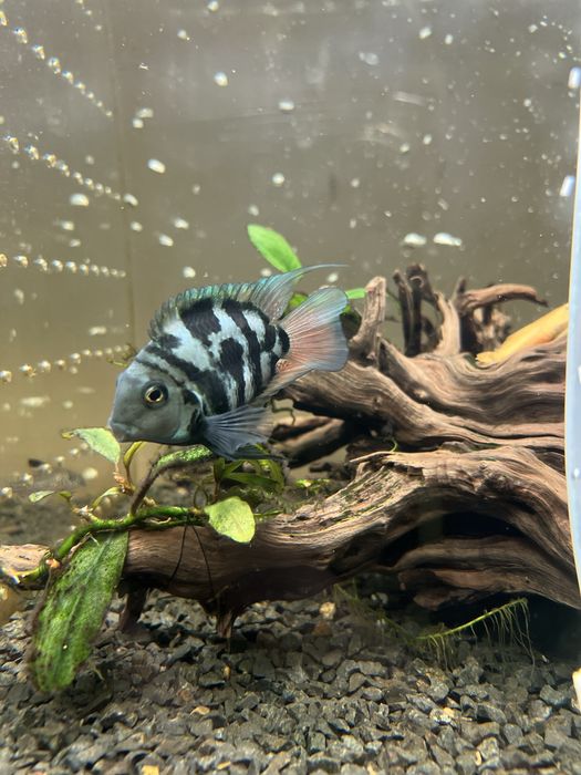 Рыба попугай сапфировый