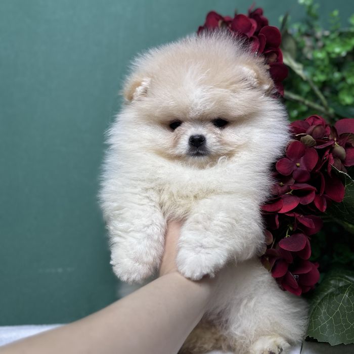 ляльковий Ведмедик шоу классу