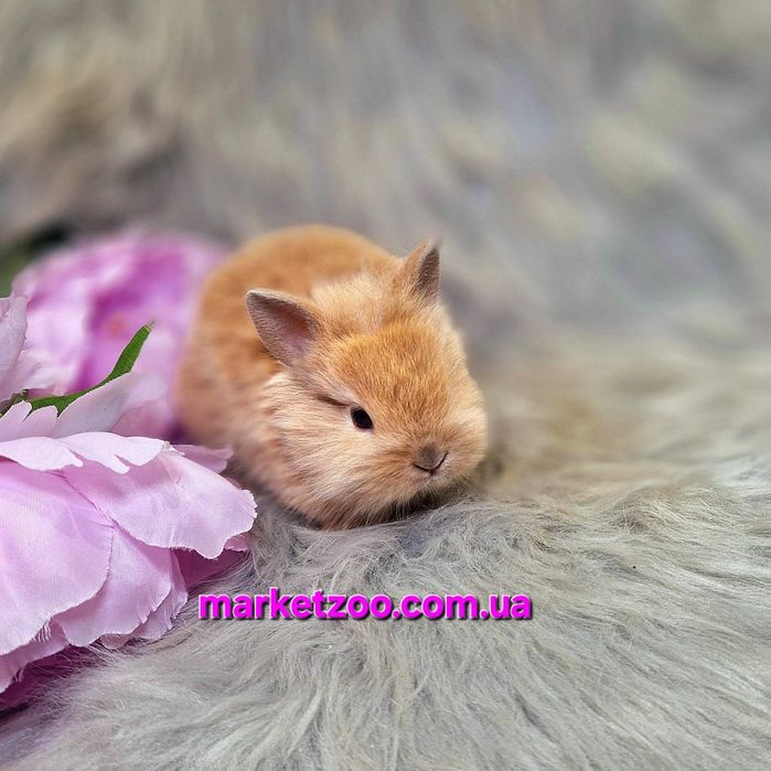 Карликовий кролик рудий карликовый Левоголовий Львиноголовый Lionhead