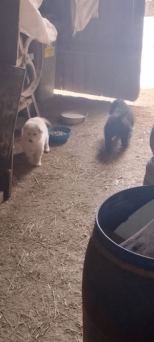 Piesek  mały średni urwis