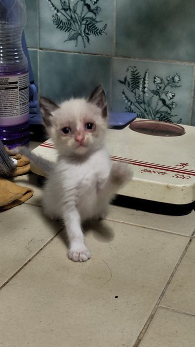 Gatos para adoção responsável